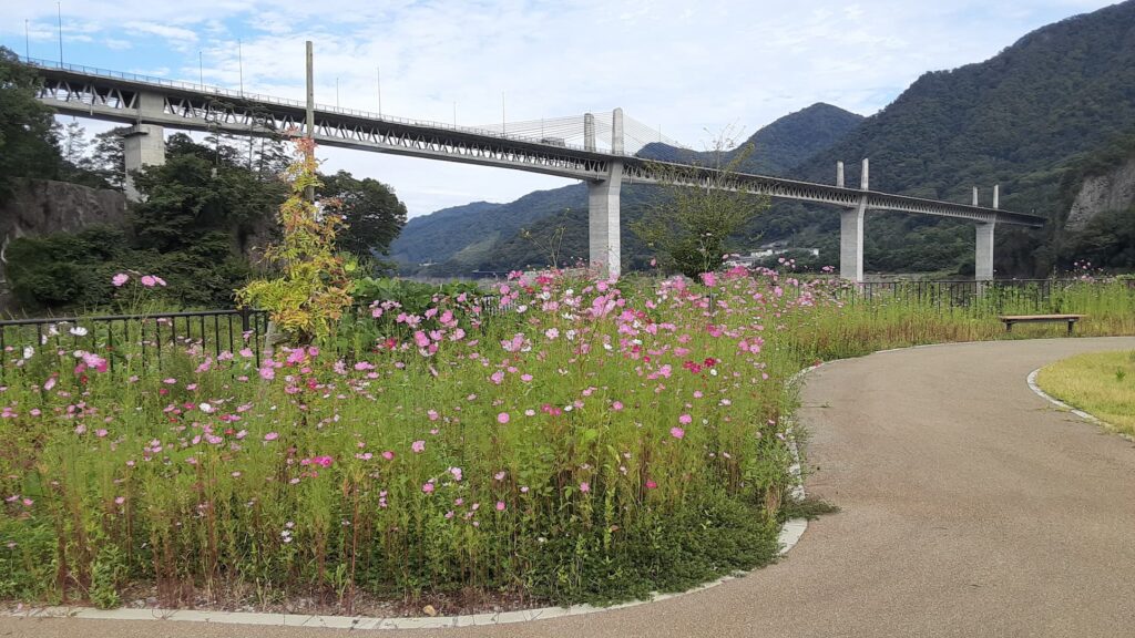 【長野原町花いっぱいプロジェクト　秋の公園はコスモス真っ盛り。低木を植えました】