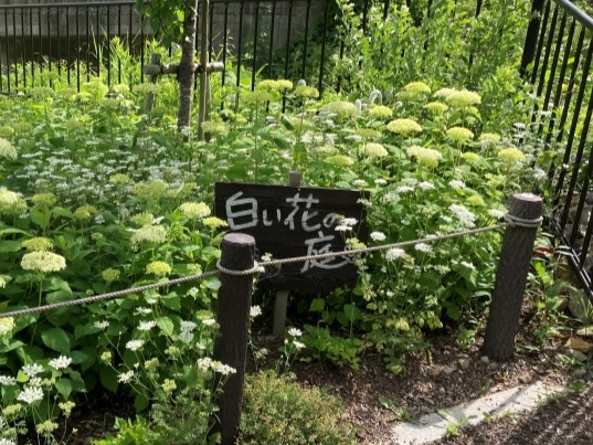 【公園維持管理事業】温井沢桜公園に咲く花